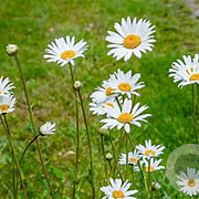 Leucanthemum vulgare 'Maikönigin' GM P9 BIO