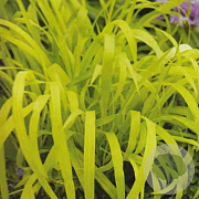 Milium effusum 'Aureum' GM P9 BIO