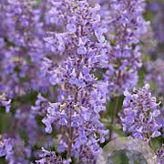Nepeta grandiflora 'Summer Magic' GM P9 BIO