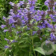Nepeta Neptune GM P9 BIO