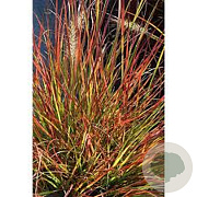Pennisetum al. 'Burgundy Bunny' GM P9 BIO