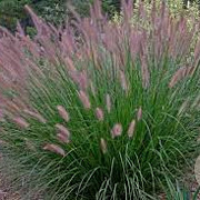 Pennisetum al. 'Foxtrot' GM P9 BIO