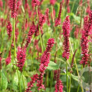 Persicaria a. 'Vesuvius' GM P9 BIO