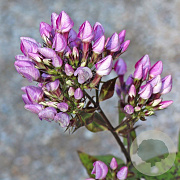 Phlox (P) 'Butonik' GM P9 BIO