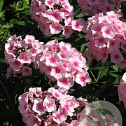 Phlox (P) 'Elizabeth Arden' GM P9 BIO