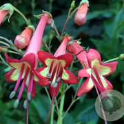 Phygelius r. 'African Queen' GM P9 BIO