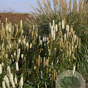 Sanguisorba obtusa 'Alba' GM P9 BIO