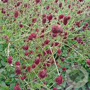 Sanguisorba o. 'Arnhem' GM P9 BIO