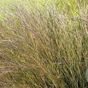 Schizachyrium sc. 'Wild West' GM P9 BIO