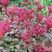 Sedum spurium 'Fuldaglut' GM P9 BIO
