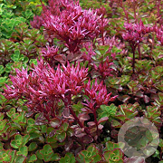 Sedum spurium 'Purpurteppich' GM P9 BIO