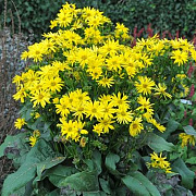 Silphium 'Maya' GM P9 BIO