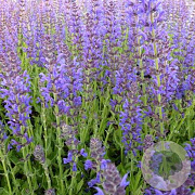 Salvia nem. 'Rügen' GM P9 BIO