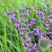 Salvia vert. 'Hannay's Blue' GM P9 BIO