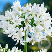 Agapanthus 'Polar Ice' GM P9 BIO