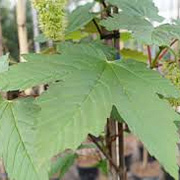 Acer pseud. 'Purpureum' 30-35 HO draadkluit 250 cm stam