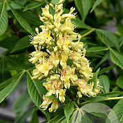 Aesculus glabra 14-16 HO draadkluit