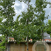 Alnus cordata 12-14 HO 40L