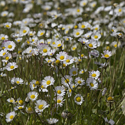 Bellis perennis Cruydt-Hoek