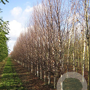 Betula albosin. 'Fascination' 18-20 HO draadkluit geveerd