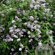 Buddleja delavayi 200-250 cm 40L struik