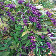 Callicarpa kwangtungensis 175-200 cm draadkluit struik op Stam