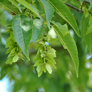 Carpinus polyneura 300-350 cm draadkluit solitair