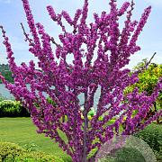 Cercis glabra 12-14 HO draadkluit