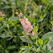 Clethra alnif. 'Pink Spire' 175-200 cm draadkluit struik op Stam
