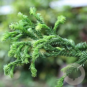 Cryptomeria j. 'Rasen' 700-800 cm draadkluit solitair