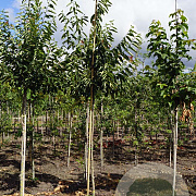 Diospyros lotus 8-10 HO draadkluit