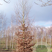 Fagus sylvatica 35-40 HO draadkluit geveerd