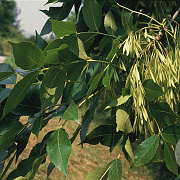 Fraxinus chinensis 8-10 HO draadkluit