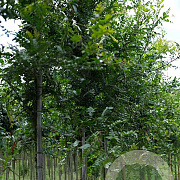 Gleditsia sinensis 10-12 HO draadkluit