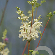 Filipendula ulmaria Cruydt-Hoek