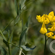 Lathyrus pratensis Cruydt-Hoek