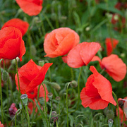 Papaver rhoeas Cruydt-Hoek