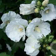 Hibiscus syr. 'William R. Smith' 150-175 cm draadkluit struik