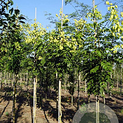 Koelreuteria pan. 'Rosseels' 10-12 HO draadkluit