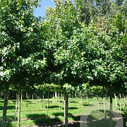 Liquidambar styraciflua 25-30 HO draadkluit