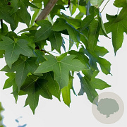 Liquidambar s. 'Parasol' 50-60 HO draadkluit 250 cm stam