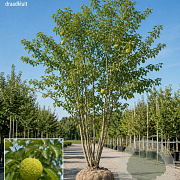 Maclura pomifera 200-250 cm draadkluit struik