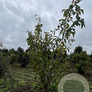 Magnolia 'Heaven Scent' 150-175 cm draadkluit meerstammig 80-100 breed