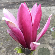 Magnolia liliiflora 600-700 cm draadkluit meerstammig