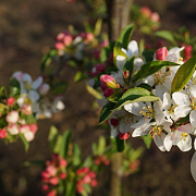 Malus baccata 'Akso' 350-400 cm draadkluit meerstammig op aanvraag