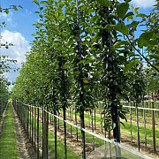 Malus 'Golden Hornet' 20-25 HO draadkluit
