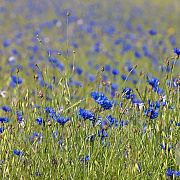 Centaurea cyanus Cruydt-Hoek