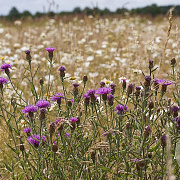 Centaurea jacea Cruydt-Hoek