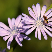 Cichorium intybus Cruydt-Hoek