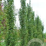 Morus alba 'Pyramidalis' 25-30 HO draadkluit geveerd